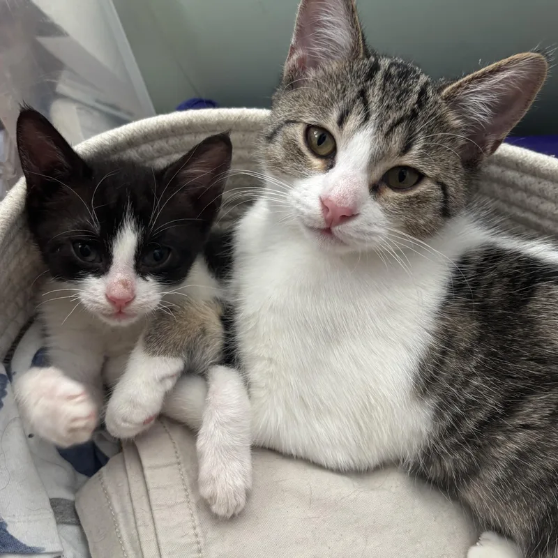 A baby small-sized female Tabby (Leopard / Spotted) Tabby cat named Maddie for adoption in Miami, FL