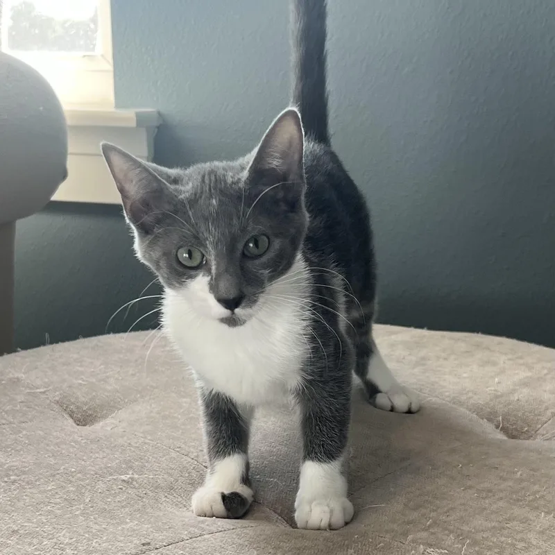 A baby small-sized female Gray & White Domestic Short Hair cat named Dinger for adoption in Bentonville, AR