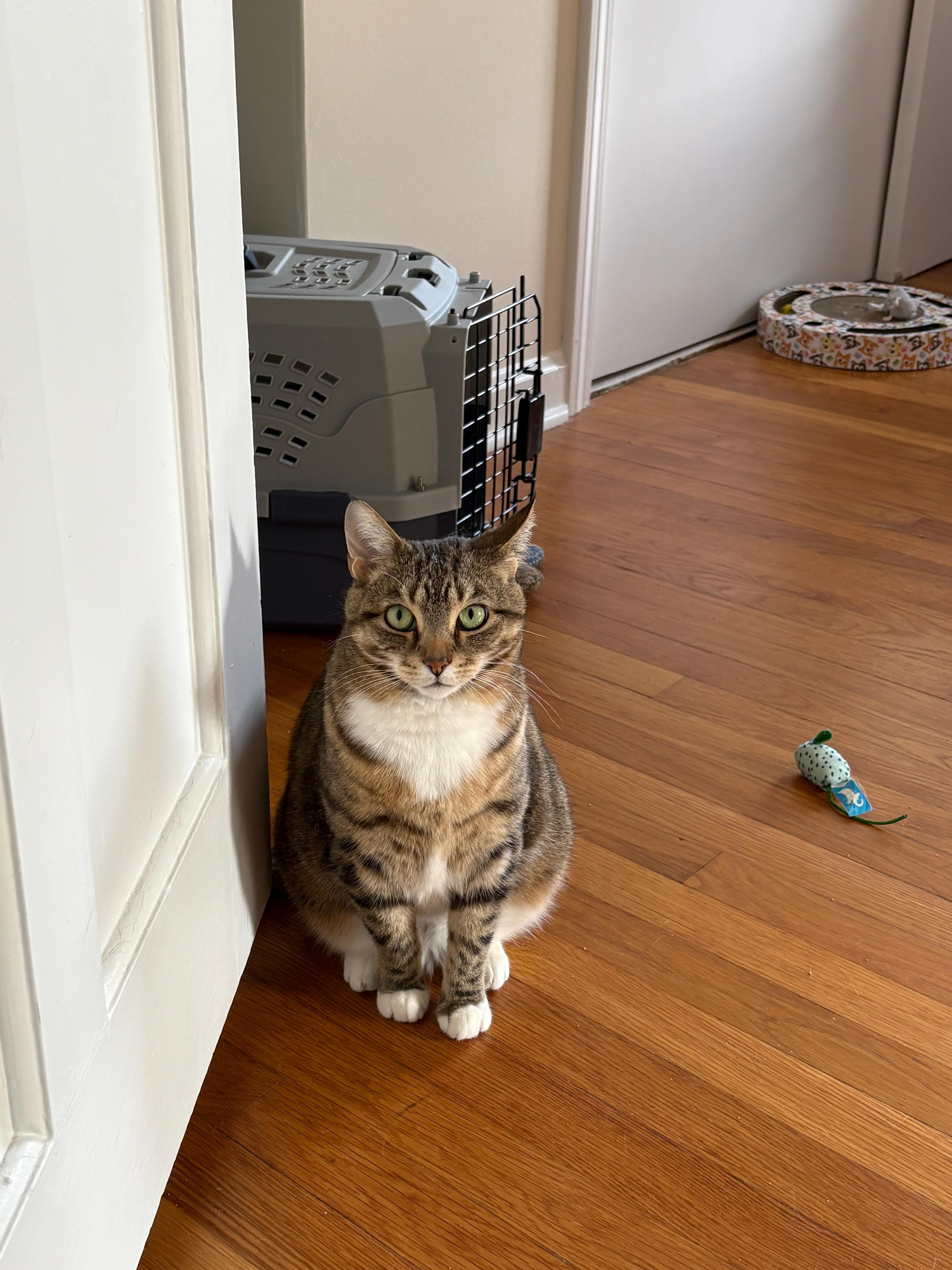 An adult medium-sized female Tabby (Brown / Chocolate) Domestic Short Hair cat named Lil Debbie for adoption in New Britain, CT