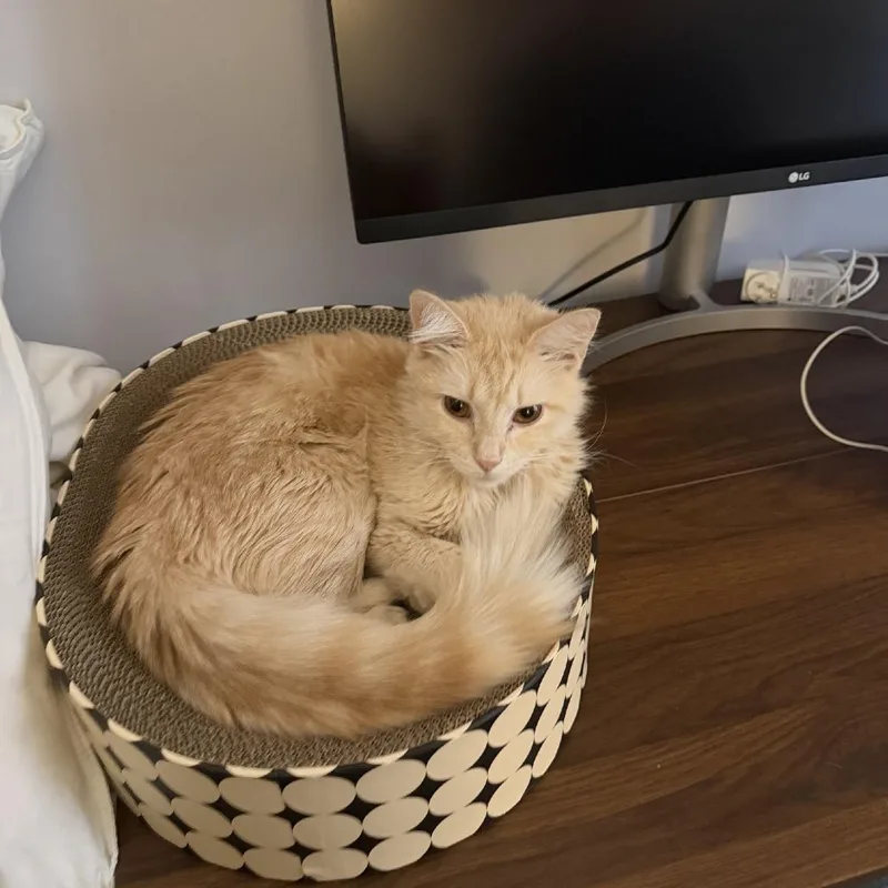 An adult medium-sized female Orange / Red Domestic Long Hair cat named Fluffy for adoption in New York, NY