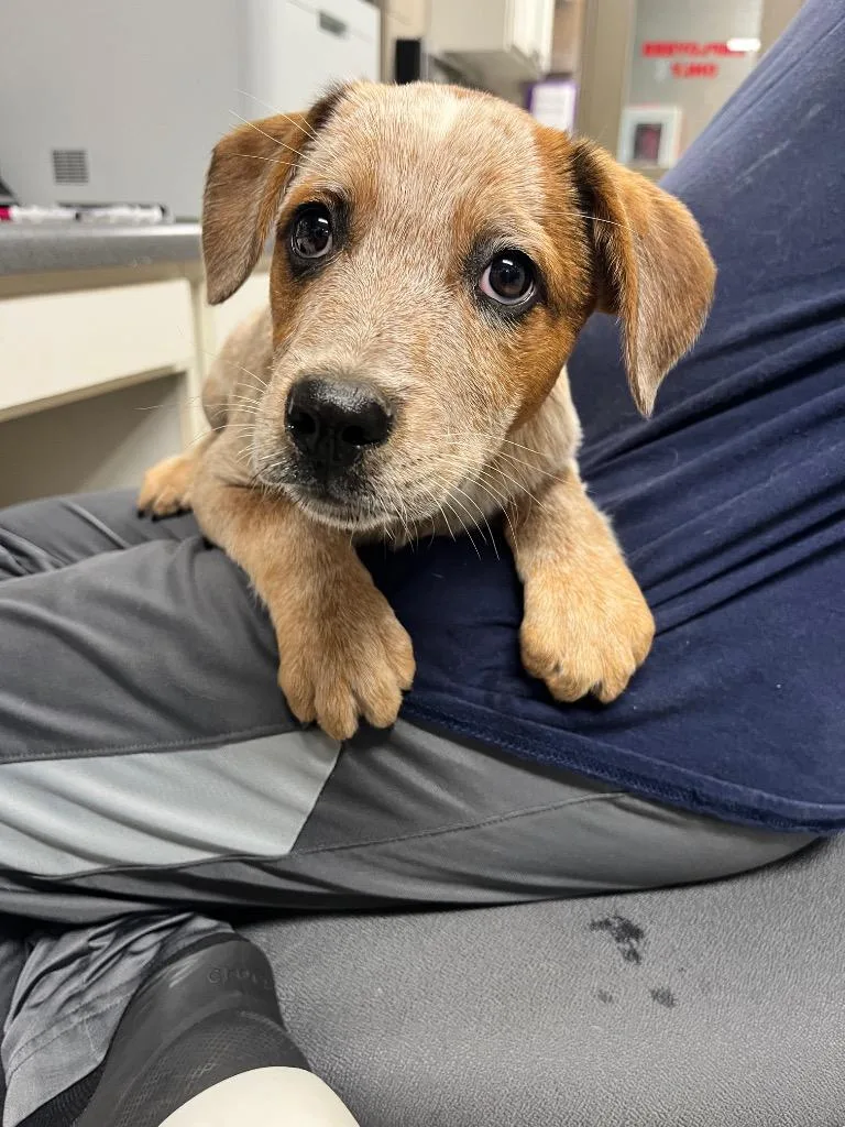 A baby medium-sized male Australian Cattle Dog / Blue Heeler dog named Barrel for adoption in Hopkinsville, KY