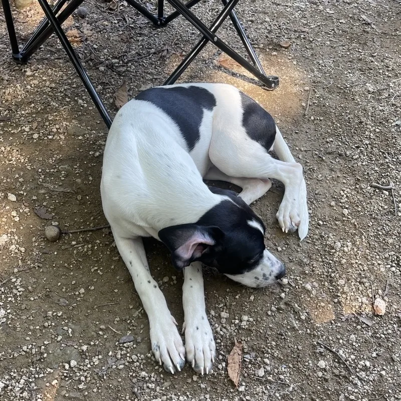 An adult medium-sized female White / Cream English Pointer dog named Rumi" for adoption in Springfield, VA