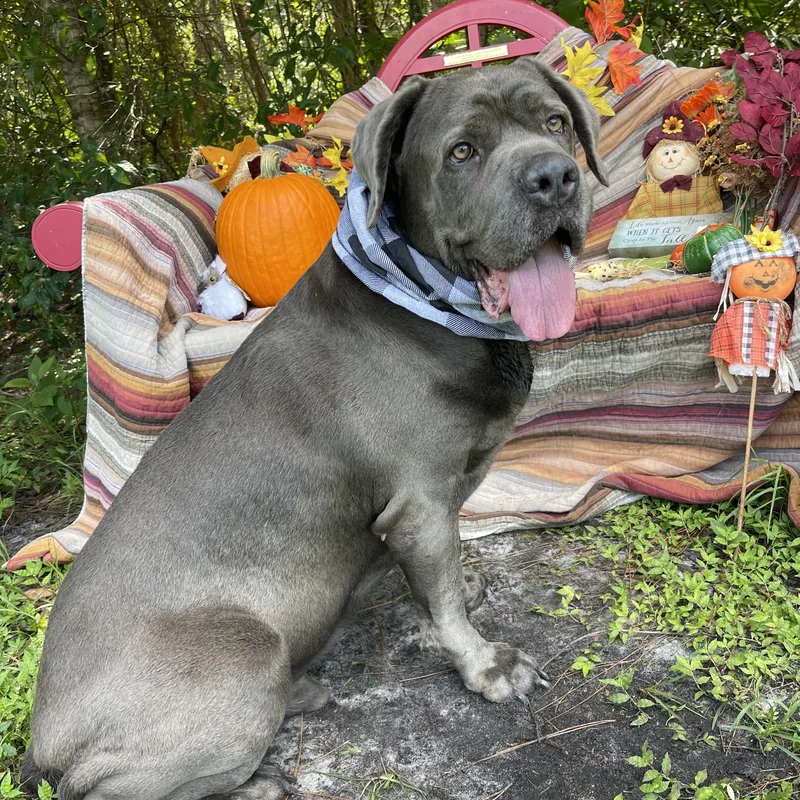 An adult extra large-sized male Neapolitan Mastiff dog named Moe for adoption in Sebring, FL