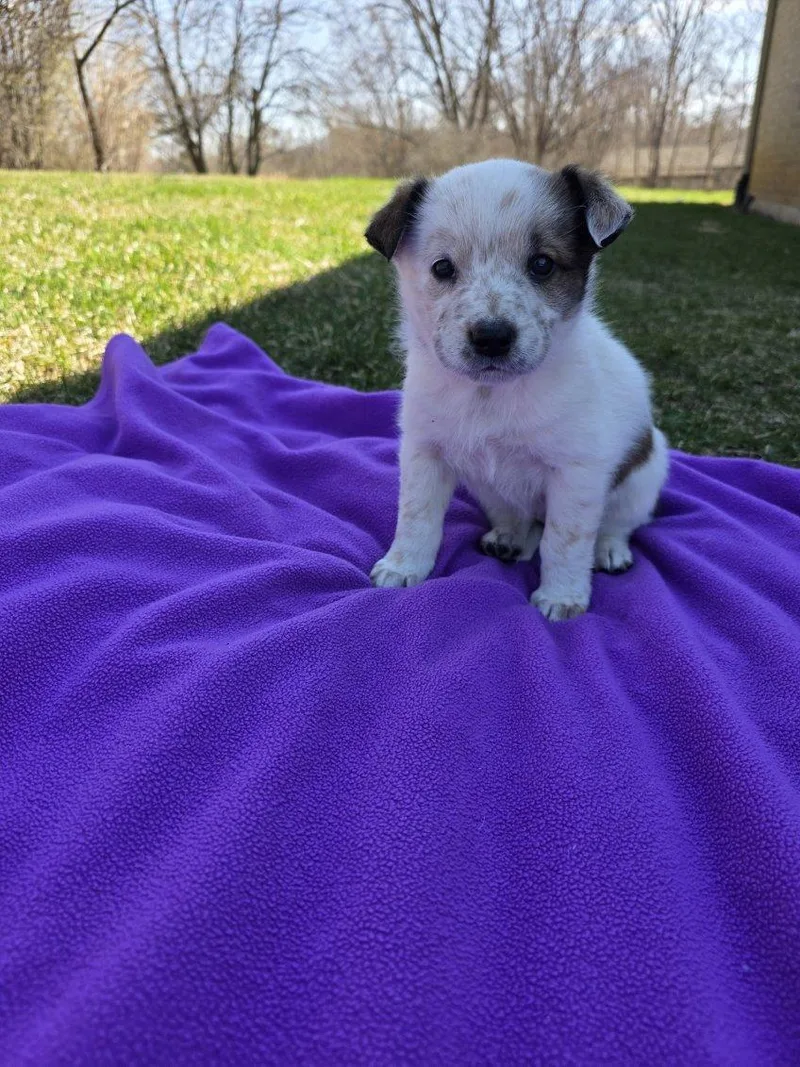 A baby large-sized male White / Cream Australian Shepherd dog named Darby for adoption in Orland Park, IL