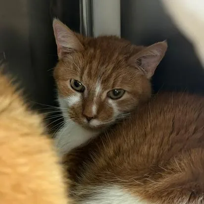 A senior medium-sized male Domestic Short Hair cat named Molson for adoption in Cumming, GA