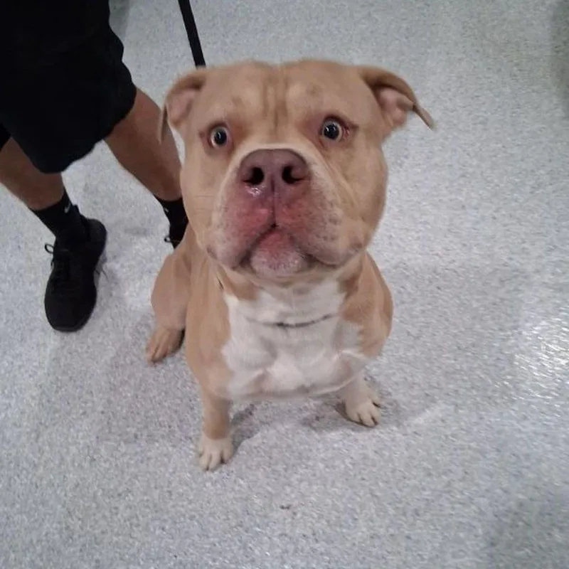 Rocco