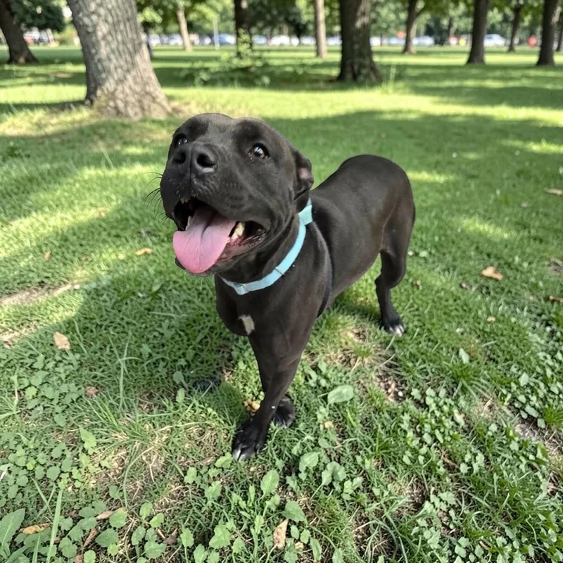 An adult medium-sized female Black Terrier dog named Sarah for adoption in Elyria, OH
