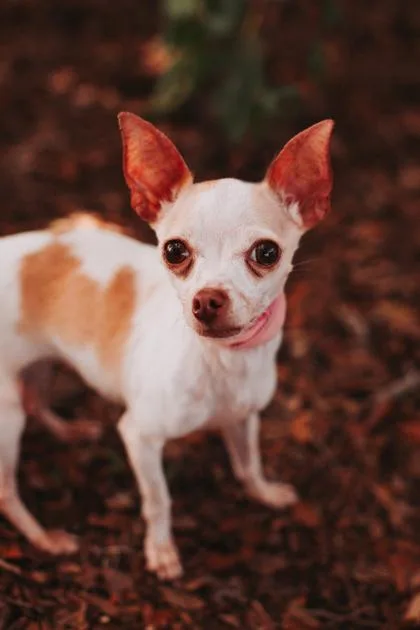 An adult small-sized female Chihuahua dog named A Babybell for adoption in North Charleston, SC