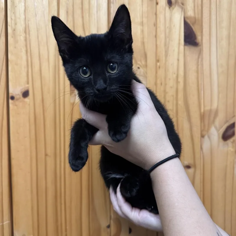 A baby small-sized male Black Domestic Short Hair cat named Midnight Snack for adoption in Waco, TX
