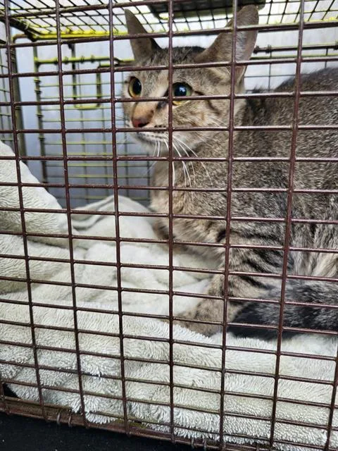 A young small-sized female Domestic Short Hair cat named Twiggie for adoption in San Antonio, TX