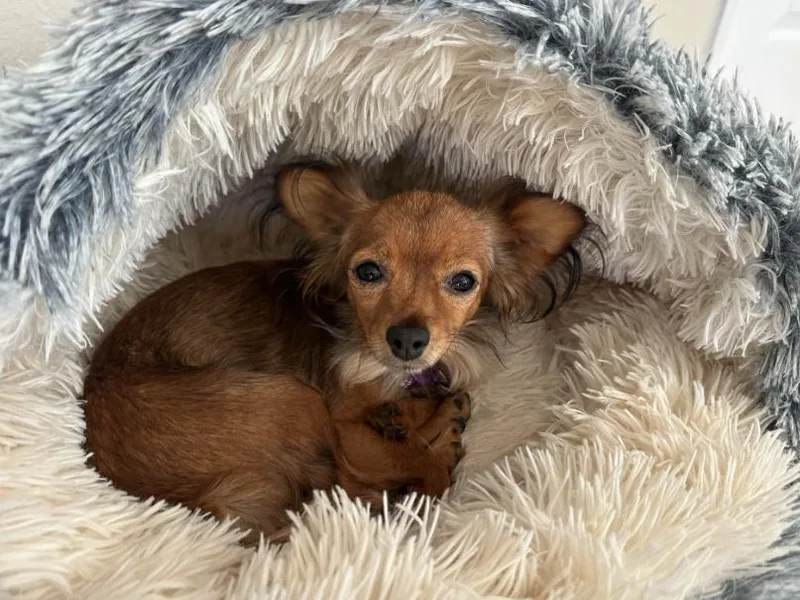 An adult small-sized female Chihuahua dog named Princess for adoption in San Diego, CA