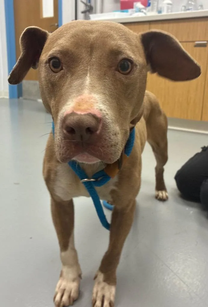 An adult medium-sized female Pit Bull Terrier dog named Tumble for adoption in Hartsville, SC