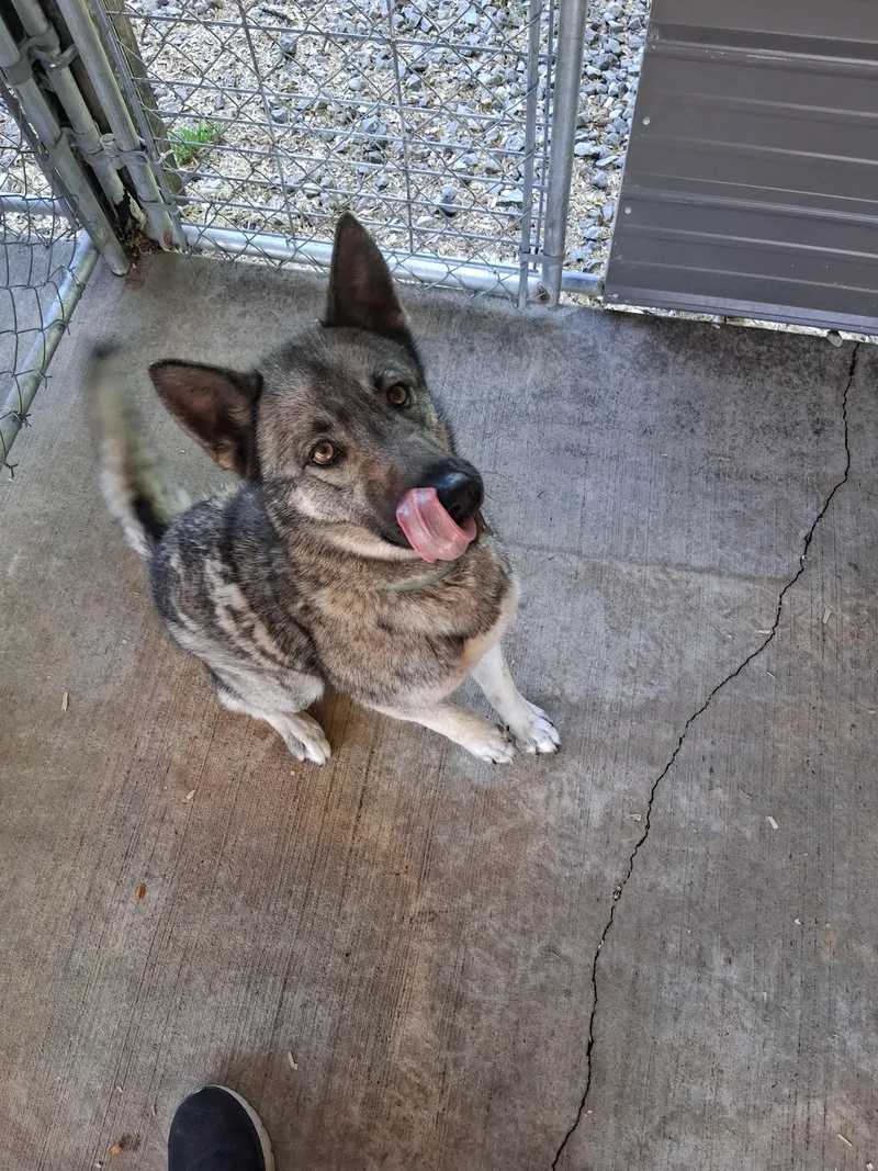 A young large-sized female Husky dog named Tala for adoption in Lynchburg, TN