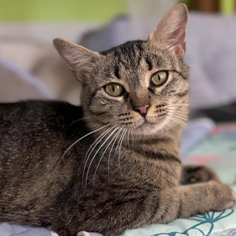 A young medium-sized female Tabby (Brown / Chocolate) Domestic Short Hair cat named Molly for adoption in Grand Rapids, MI