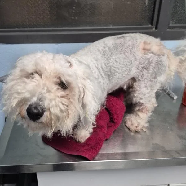 A young small-sized female Maltese dog named Pen for adoption in Lawrenceville, GA
