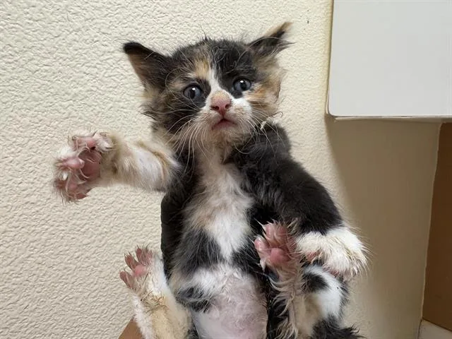 A baby small-sized female Domestic Short Hair cat named Webby for adoption in Fairfield, CA