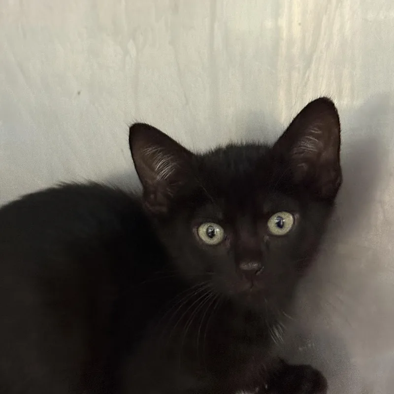 A baby medium-sized male Black Domestic Short Hair cat named Phillip for adoption in Lauderhill, FL
