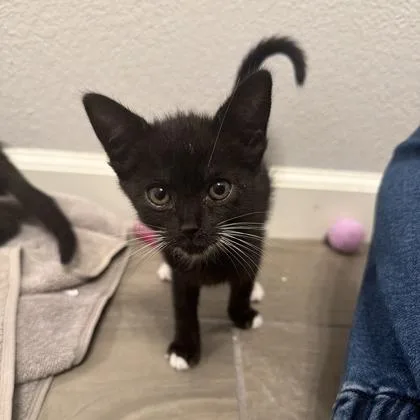 A baby small-sized female Domestic Short Hair cat named Sponge Cake for adoption in Roseville, CA
