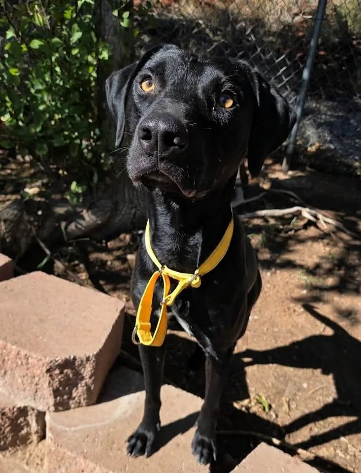 A young large-sized male Black Labrador Retriever dog named Ducky for adoption in Saint George, UT