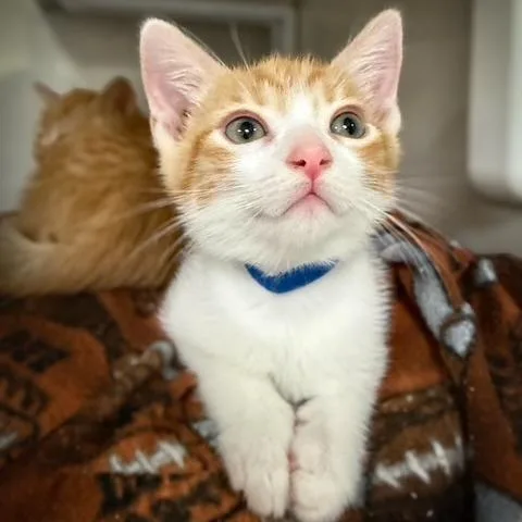 A baby small-sized male Orange / Red Domestic Short Hair cat named Amber for adoption in Redwood City, CA