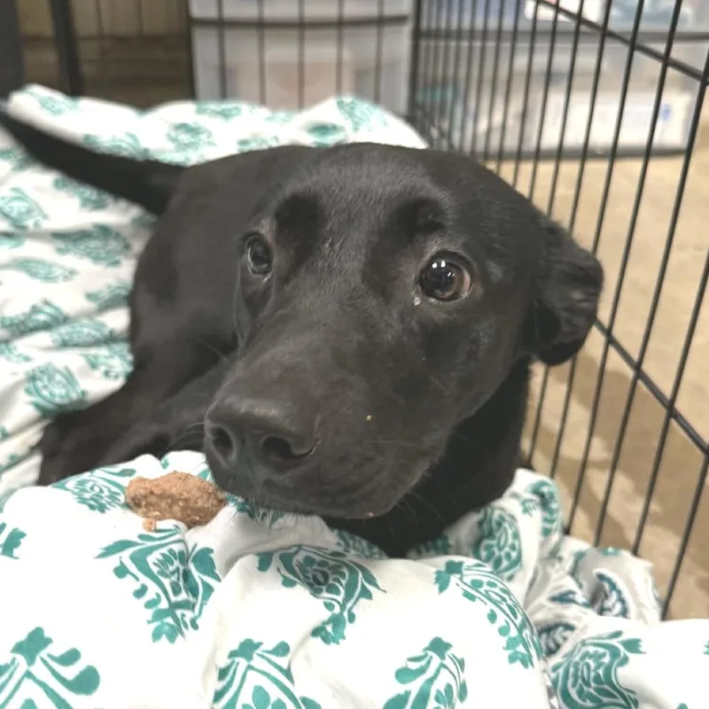 A young medium-sized female Black Labrador Retriever dog named Adeline for adoption in Little Rock, AR