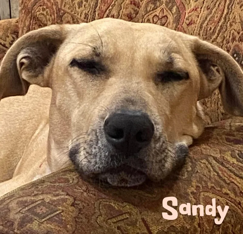 Sandy thumbnail 5