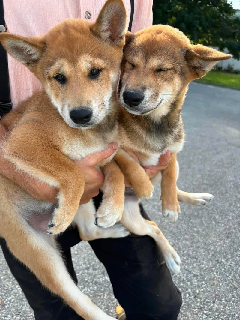 A baby small-sized male Shiba Inu dog named Crumb for adoption in Havertown, PA
