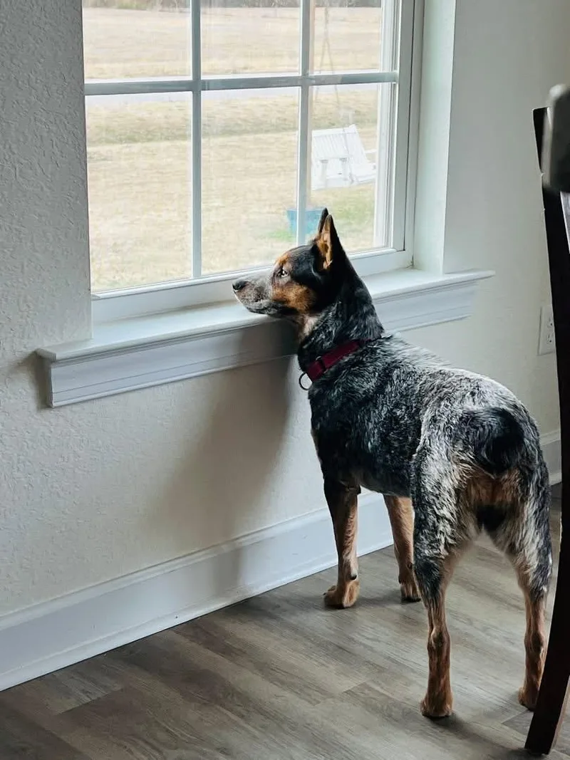A young medium-sized female Gray / Blue / Silver Australian Cattle Dog / Blue Heeler dog named Bluey for adoption in Moyock, NC