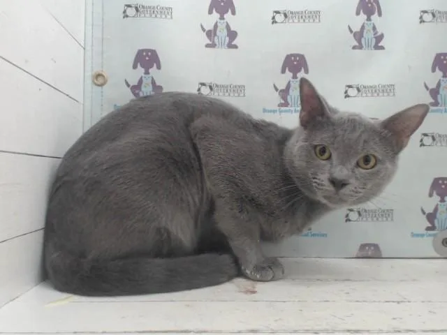 A young small-sized male Domestic Short Hair cat named Smokie for adoption in Orlando, FL