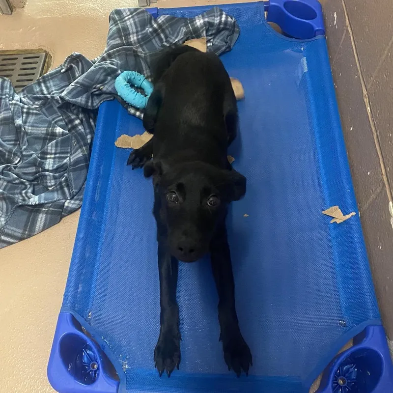 A baby medium-sized female Black Labrador Retriever dog named Salem for adoption in Caryville, TN