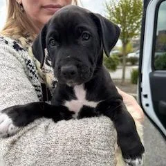 A young medium-sized female Black Pit Bull Terrier dog named Luna for adoption in Bellingham, WA