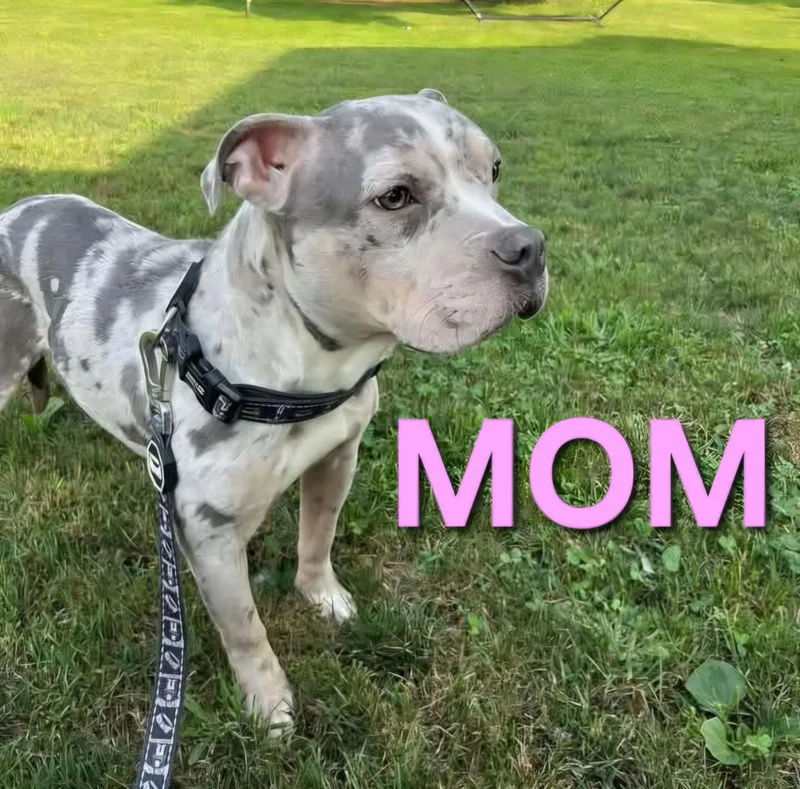 A baby medium-sized female Black Pit Bull Terrier dog named Coleslaw for adoption in Vandergrift, PA