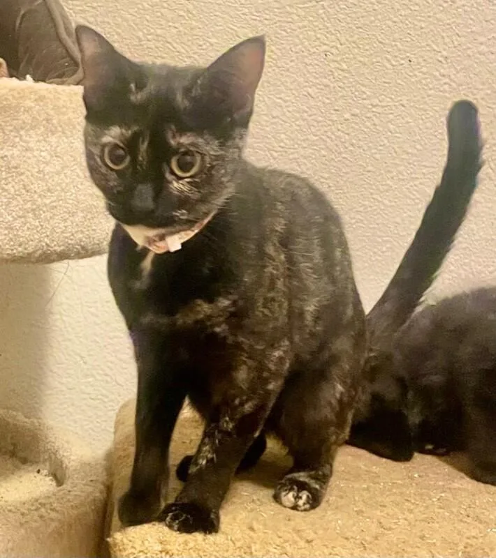 An adult medium-sized female Tortoiseshell Domestic Short Hair cat named Sasha for adoption in Arlington, WA