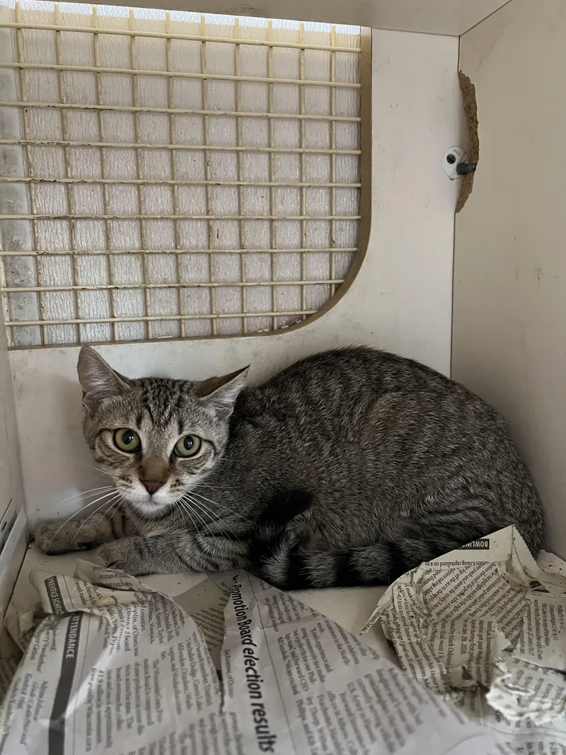 A baby small-sized female Tabby (Brown / Chocolate) Domestic Short Hair cat named Mishka for adoption in Worcester, MA