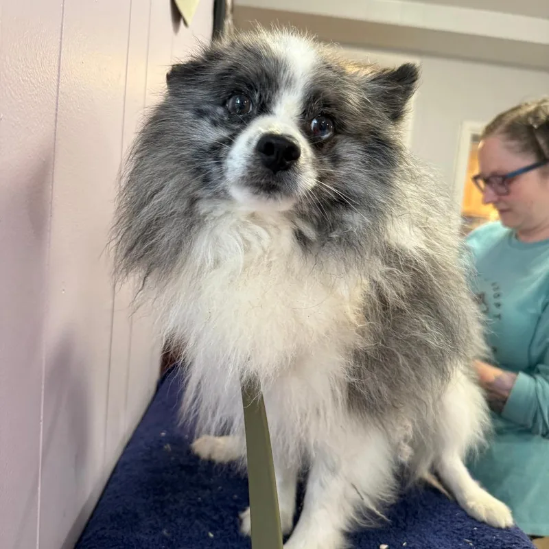 A young small-sized male Gray / Blue / Silver Pomeranian dog named Blue for adoption in Madison, WI