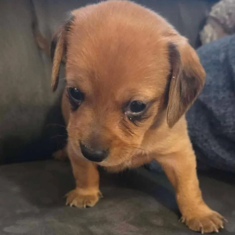 A baby small-sized female Brown / Chocolate Dachshund dog named Mint Julep C for adoption in Allen, TX