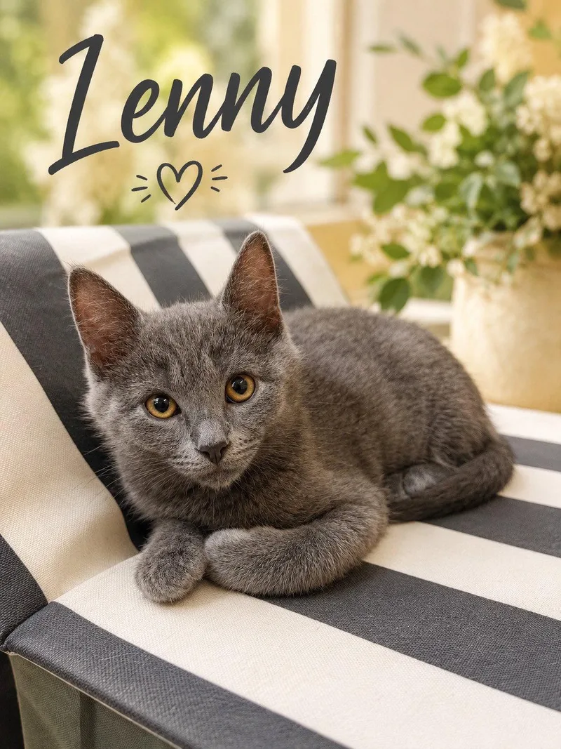 A baby medium-sized male Gray / Blue / Silver Domestic Short Hair cat named Lenny Jenkintown PS for adoption in Greenville, DE