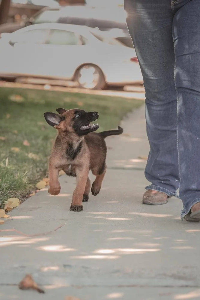 A baby large-sized male Belgian Shepherd / Malinois dog named Koda Located in for adoption in BELLINGHAM, WA