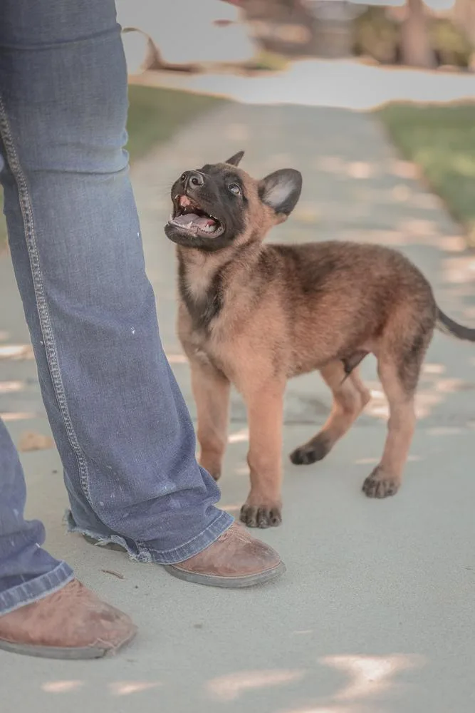 Koda  Located in thumbnail 2