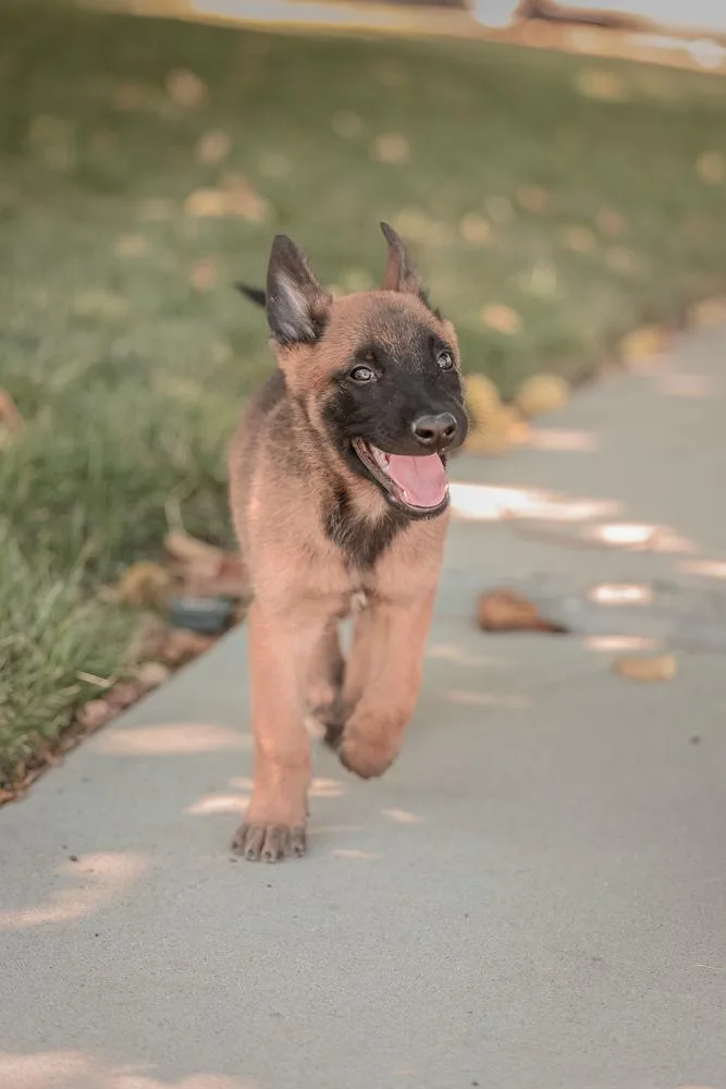 Koda  Located in thumbnail 5