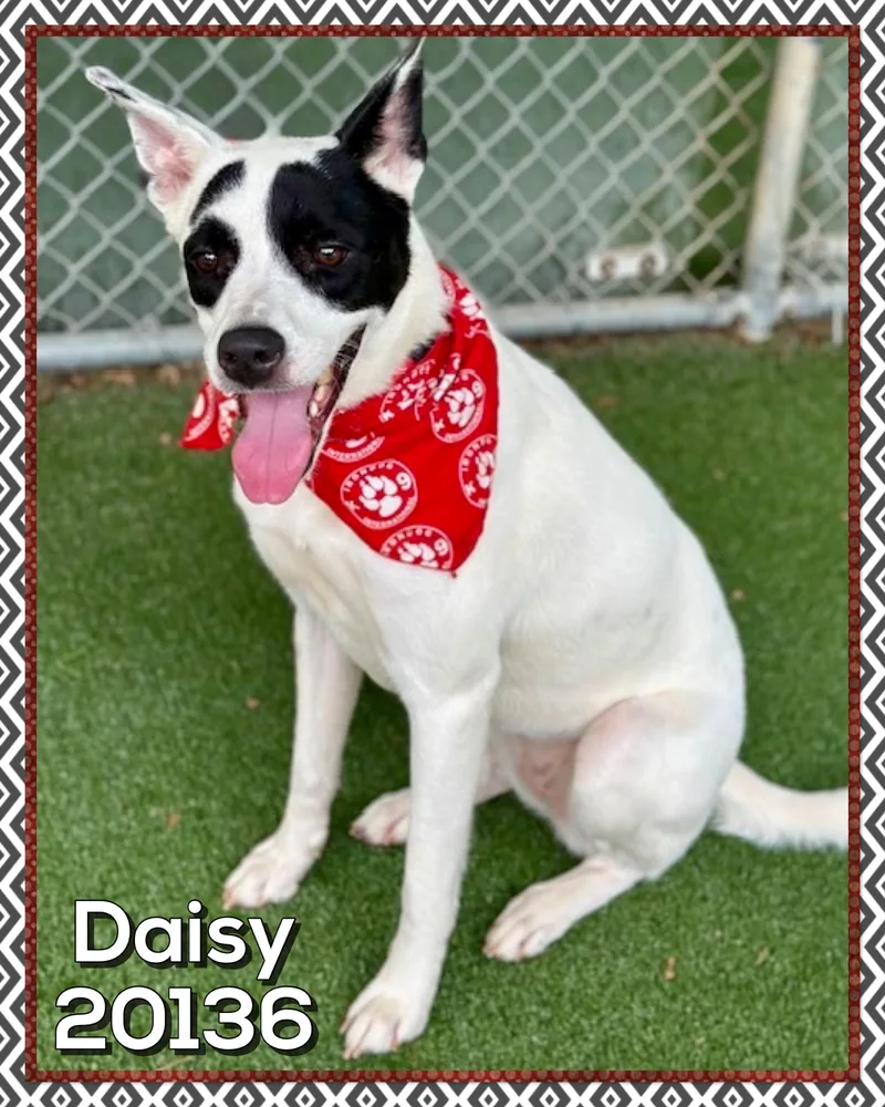 An adult medium-sized female White / Cream Terrier dog named Daisy for adoption in Marietta, GA