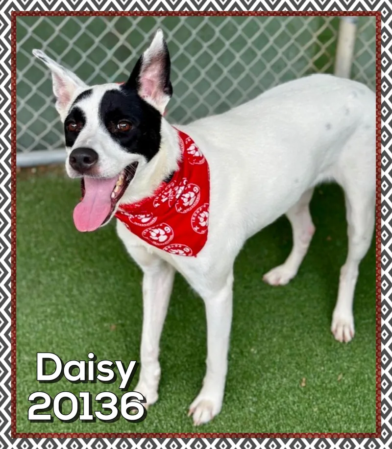 Daisy thumbnail 2