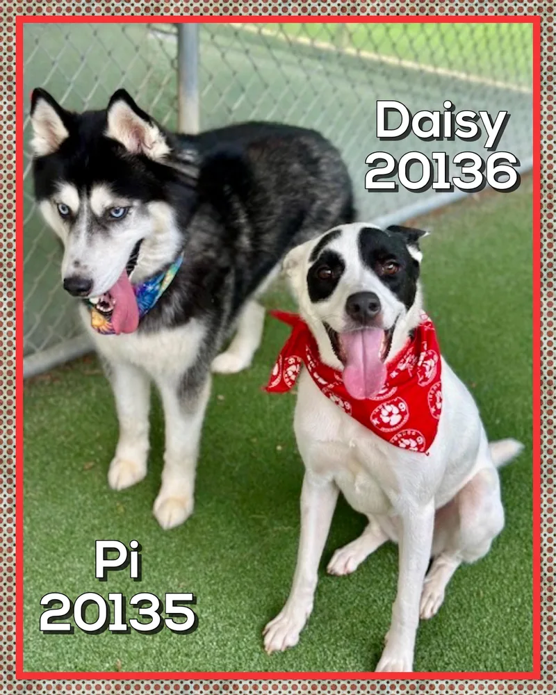 Daisy thumbnail 3