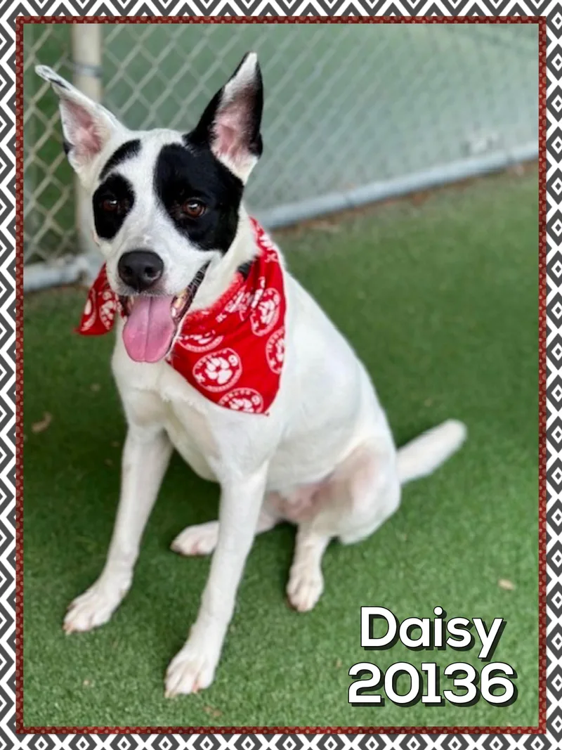 Daisy thumbnail 4
