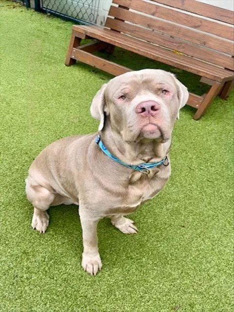 A young medium-sized male Mastiff dog named Peter for adoption in Dedham, MA