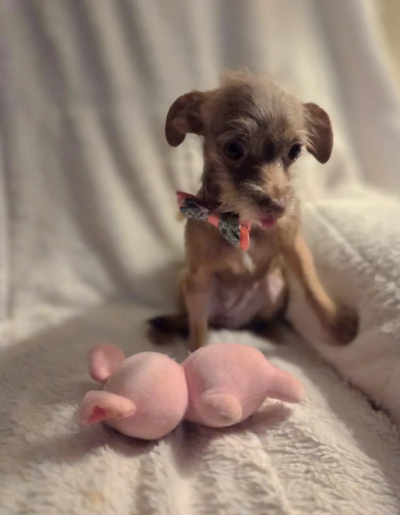 A young small-sized female Brown / Chocolate Chihuahua dog named Brownie for adoption in Oakdale, CA