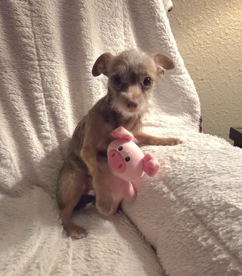 Brownie thumbnail 2