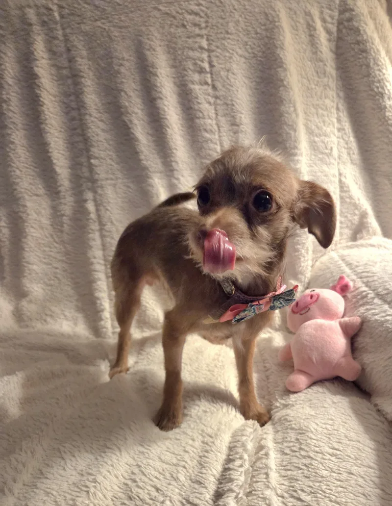 Brownie thumbnail 3