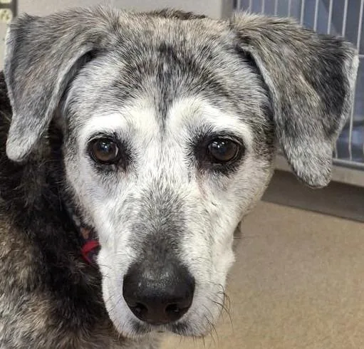 A senior medium-sized female Hound dog named Patches for adoption in Brenham, TX