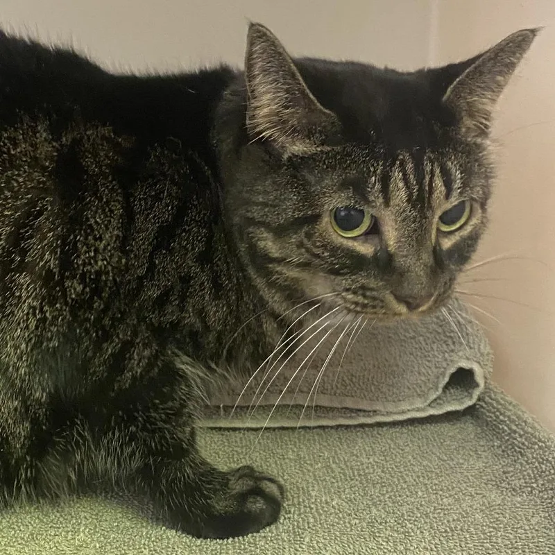 A senior large-sized female Brown / Chocolate Domestic Short Hair cat named Silki for adoption in Harrisonburg, VA